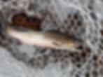 where to catch wild brook trout on the Wood river