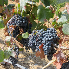 Culinary tour of Portugal's Alentejo region