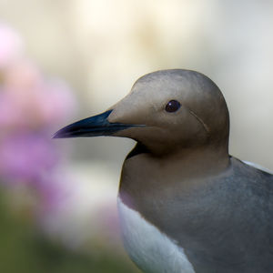 Arao en islas saltee irlanda