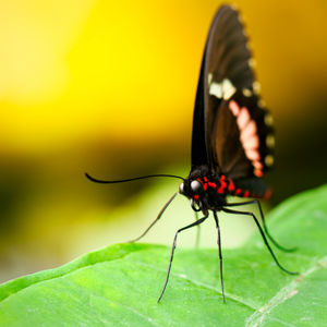 Parides iphidamas