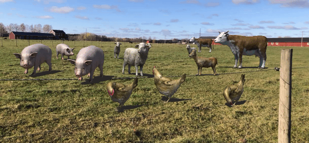 Arranged Food and Objects