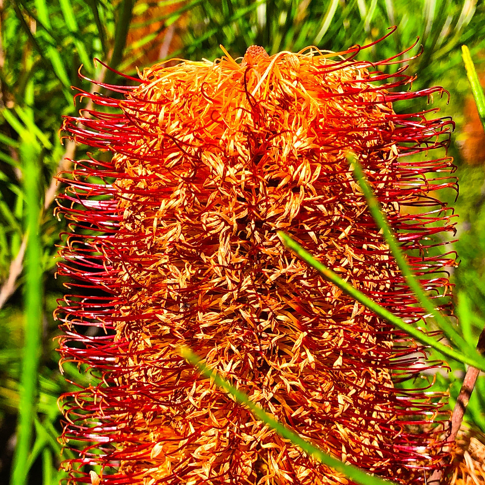 A favourite Australian native :-)