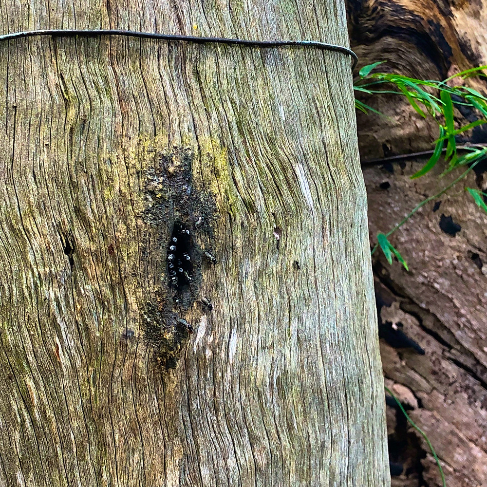 Non-sting bee hives - only come out when its 18deg+.