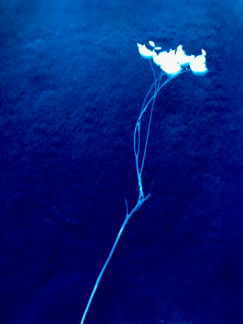 Flachsgeschichten - Flax stories IV, 2024