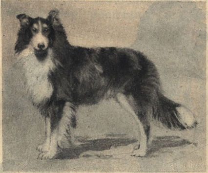 Ch Mountjoy Marksmann.jpg