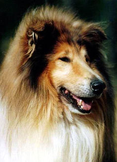 Nyitramenti Narrow-Eyed.jpg