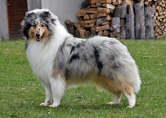 Nolynna Lux Blue Highland MacLeod.jpg