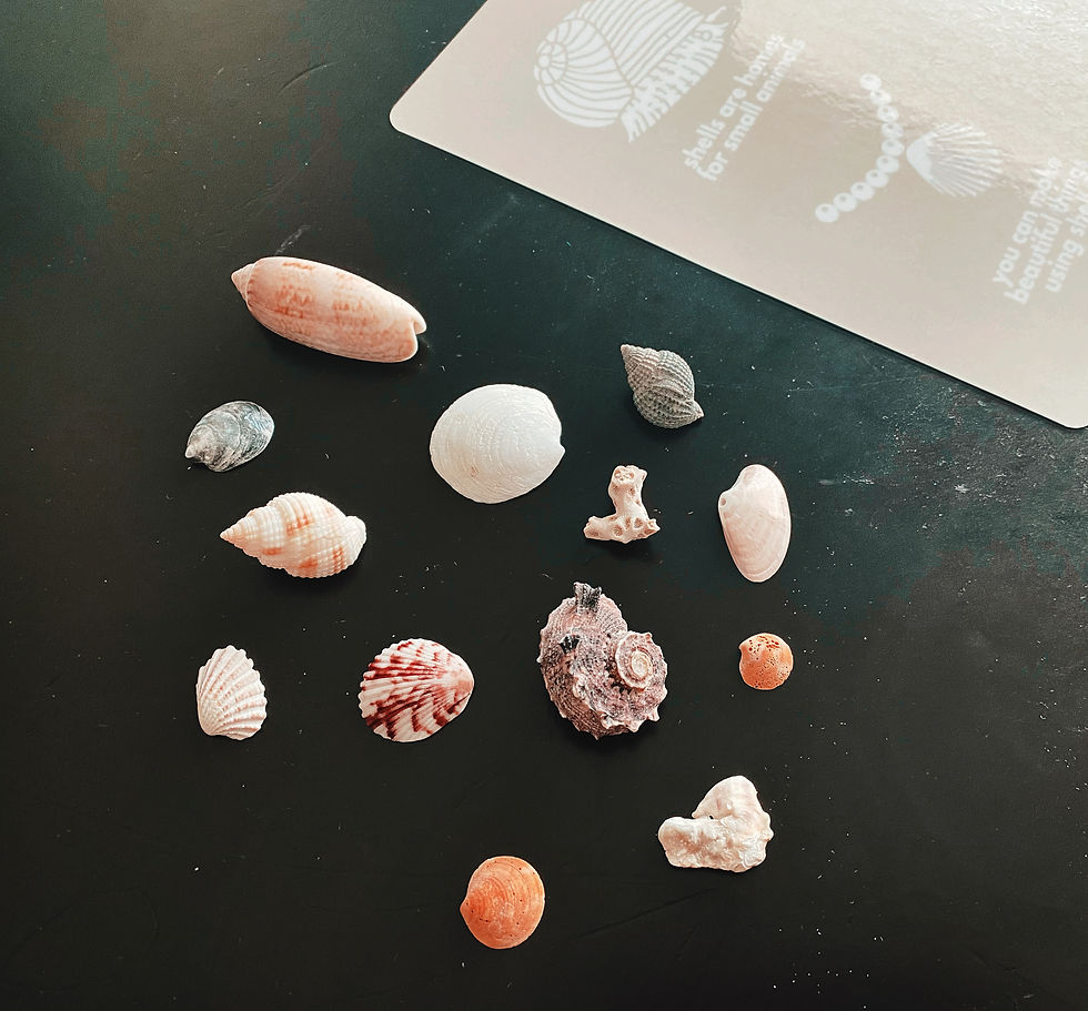 Thumbnail: All About Shells Play Set