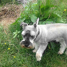 dog boarding heywood waggy walks