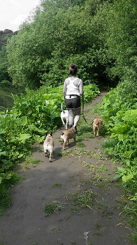 dog walker heywood waggy walks