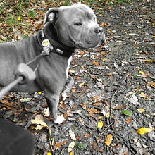 dog walker bury waggy walks