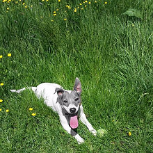dog boarding bury waggy walks