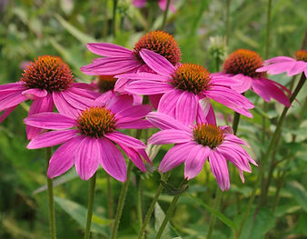 Coneflower.JPG