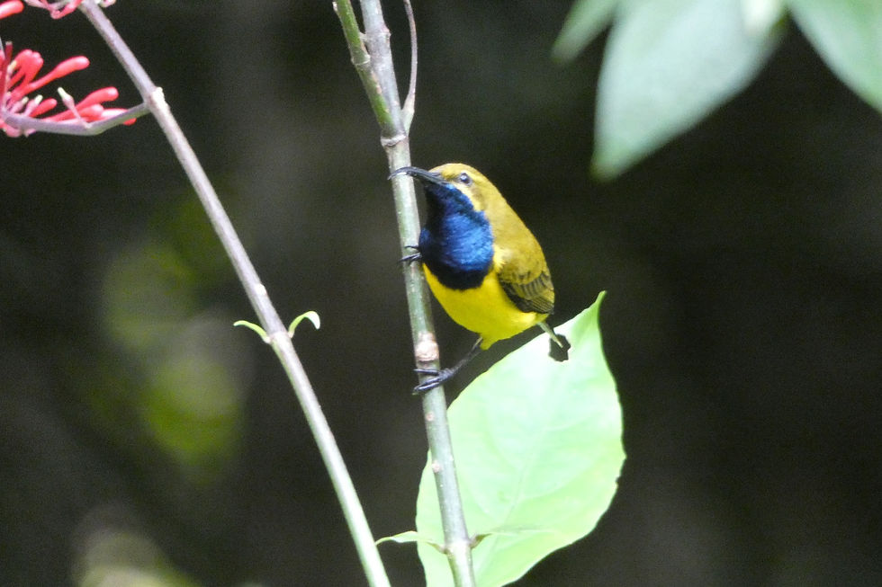 Sunbird