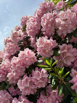 pink rhododendrons