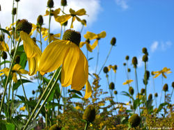 yellow flower on blue sky