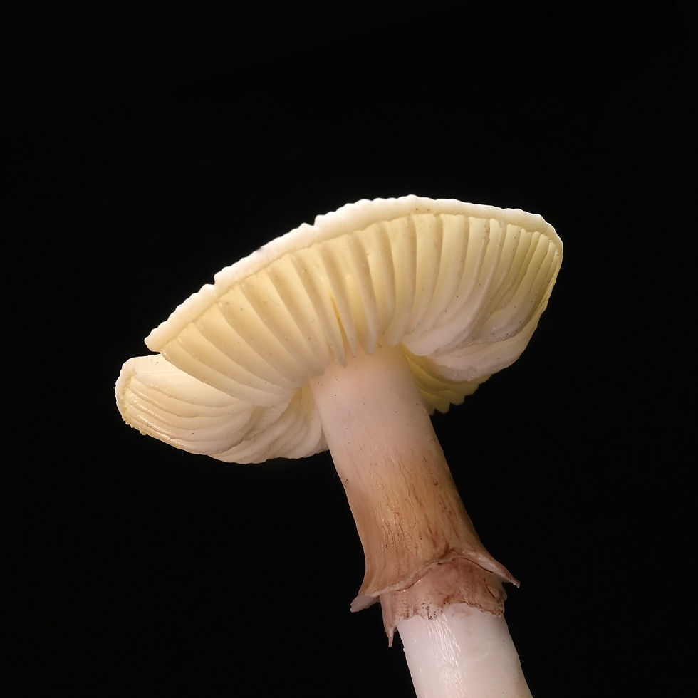 縮圖：Handcrafted Sculptuarl Mushroom Lamp - AMANITA SYCHNOPYRAMIS 