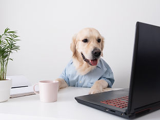 A cute dog looks at a laptop, working in glasses and a shirt. Golden retriever office work