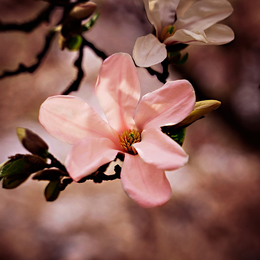 magnolia.jpg