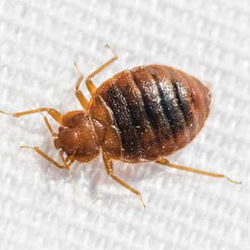 BEDBUGS