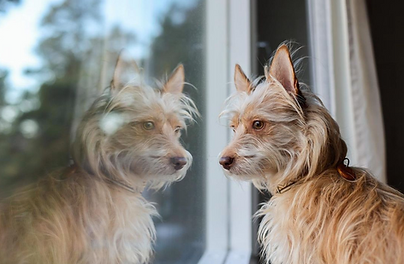 Kadulta pelastettu koira