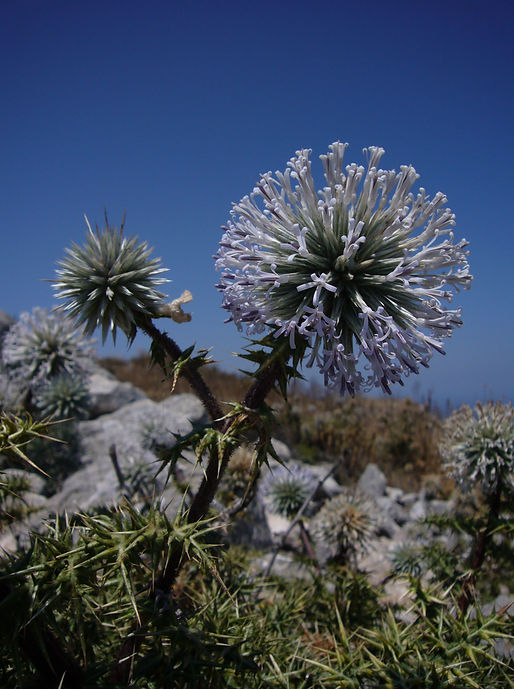 Echinops spinosissimus - fleur - illustration Yann Pochon