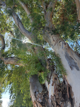 Sun shines through the canopy of a historic Red River Gum Tree