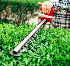 Pruning