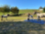 Teambuilding mit Pferden