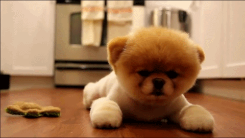 perrito 1.gif