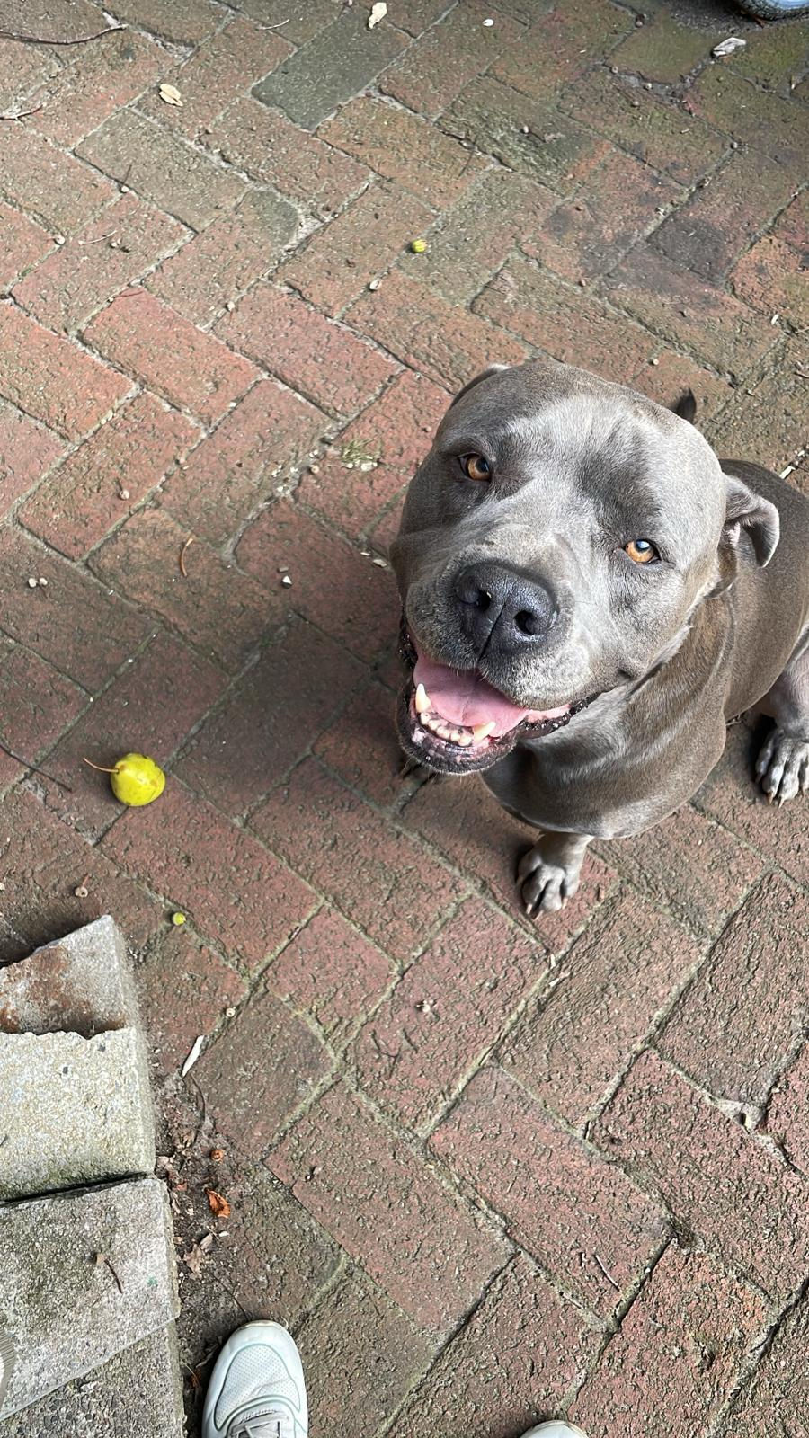 Boggys Ball