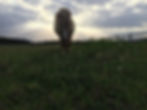 Sonnenpony