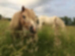 Ponywiese