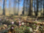 im Wald