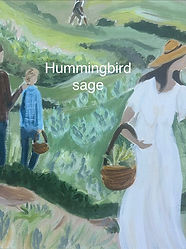 hummingbirdsage.jpeg