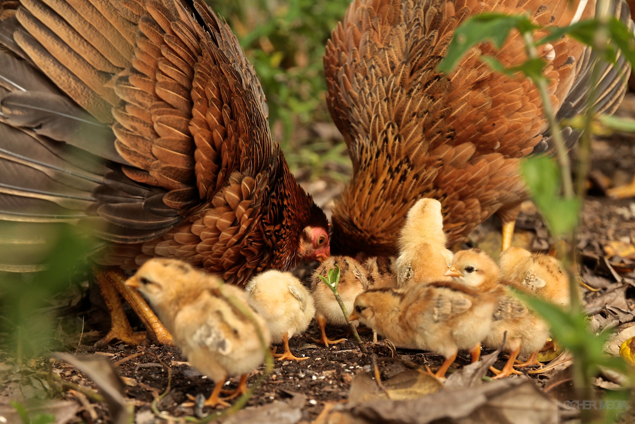 Hens.jpg