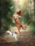 64505390_l_edited.jpg