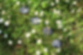 nature-3652183_1920.jpg