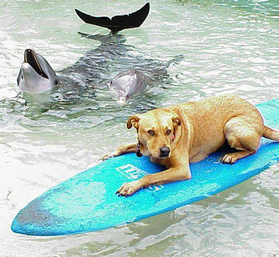 Koby con delfines DQ.jpg
