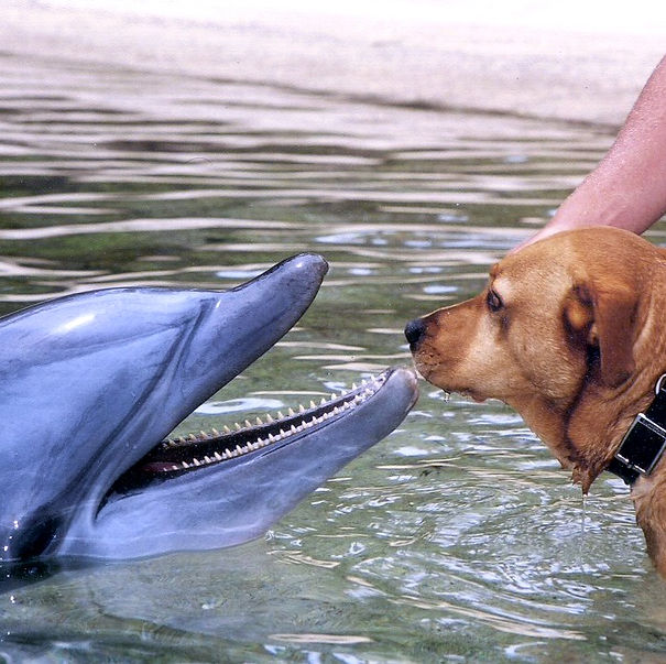 Dog meeting dolphin