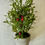 Thumbnail: Potted Red Holly Berry