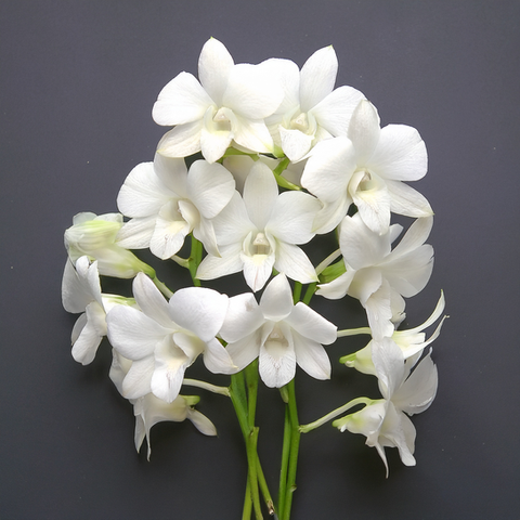 Orchid Stems