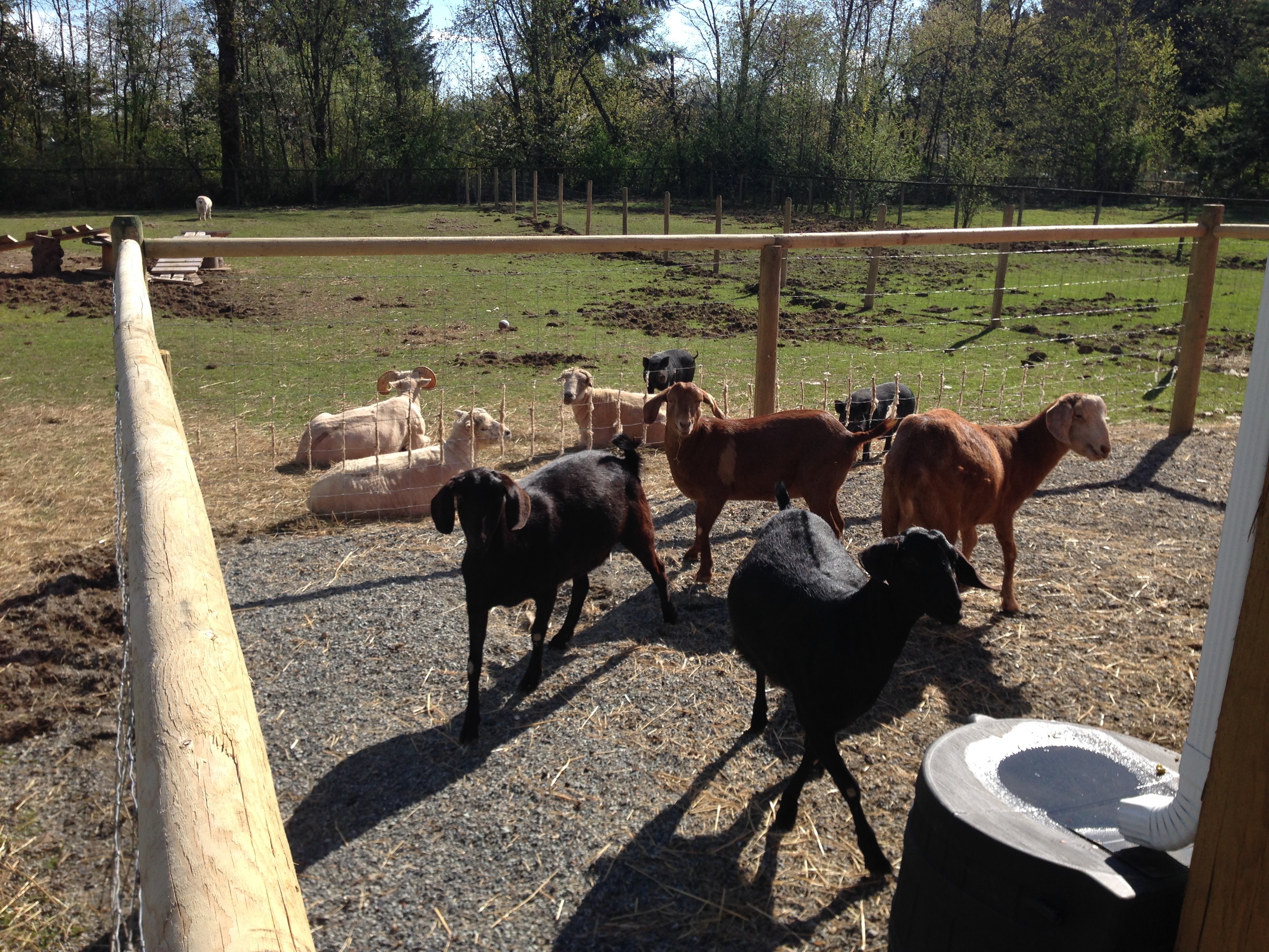 The Honey Goats