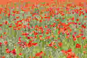 Champ de coquelicots,Somme