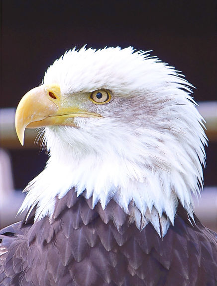 This%20was%20taken%20at%20the%20falconry
