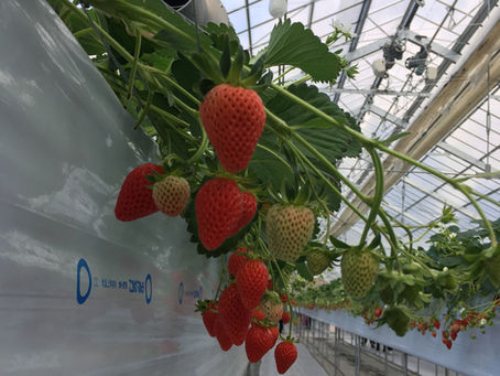 Strawberry Picking