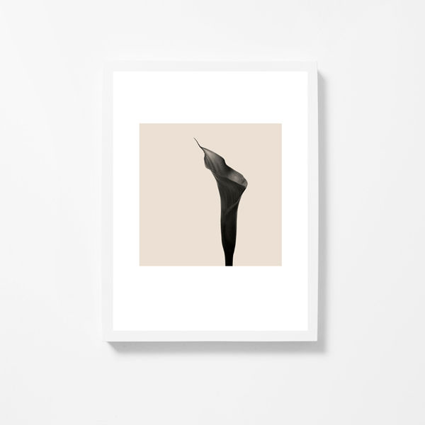 Thumbnail: Flower Studies 9   ·   Calla Lily