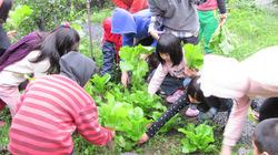 種植有機農作物