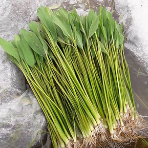 ผักพาย	 1 kg									