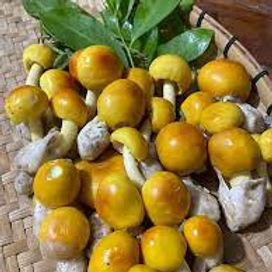 เห็ดระโงก ( Straw Mushroom )500 กรัม 5 แพ็ค